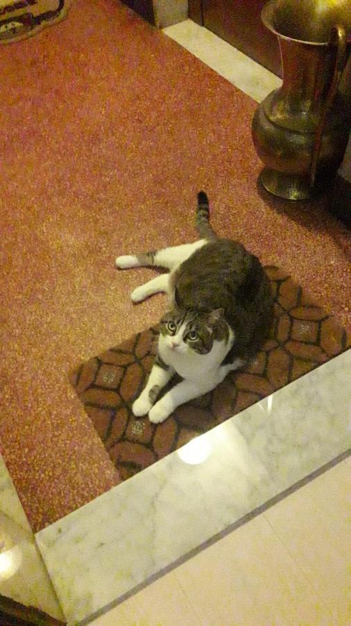 Guest House Elena 热那亚 外观 照片